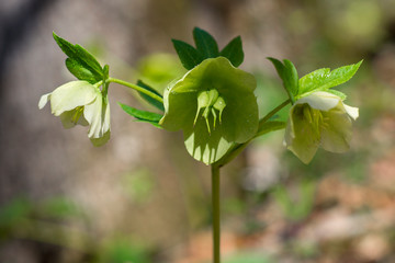 Dew on hellebores in spring forest. First flowers background.