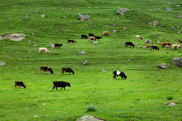 herd of cows grazing in field