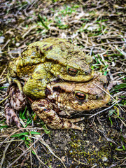 Frog Love <3