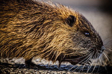 Nutria in freier Laufbahn
