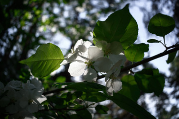 Blooming branch of an apple tree in a ray light