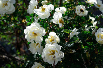 Bush of white roses under the rays of light