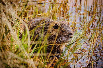 Nutria in freier Laufbahn