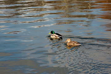 duck and drake swims in  spring river