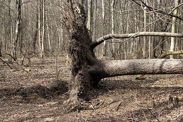 a fir tree fell in the forest
