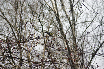 tit on a tree branch in the spring Park