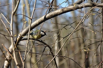 tit on a tree branch in the spring Park