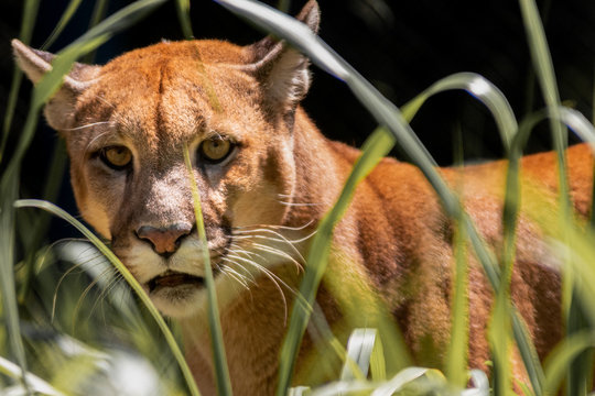 Puma / On&ccedil;a Parda (Puma concolor)