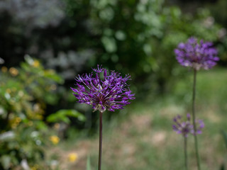 Obraz premium beautiful purple Allium flower on a green blurred background. florist and gardening. selective focus