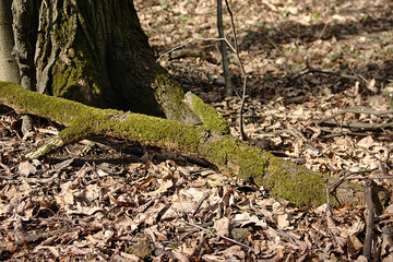a mossy snag on last year's dry leaves