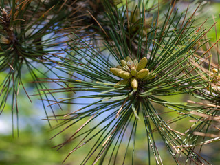 Fototapeta premium young green cones on a pine branch against the background of a green forest on a sunny spring day.