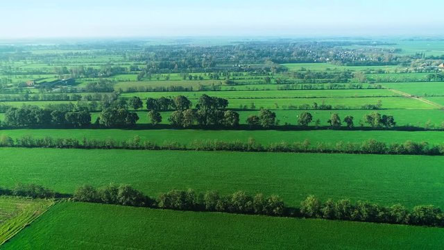 Typical Dutch Landscape: Flat Green Fields of Lush Grass with Grazing Cattle, Rows of Trees Dividing the Farmland, Moving Right &ndash; Friesland, Netherlands / Holland &ndash; 4K Drone Footage