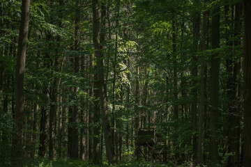 Wald_mit_Hochsitz