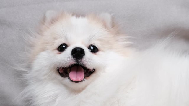4k uhd cute relax white hair pomeranian dog look at camera smile with tongue out clam and relax enjoy panting after playing on sofa couch living room home background