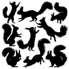 Squirrel silhouette. Set. Vector illustration isolated on white background