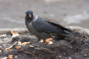portrait of jackdaw