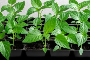 Homemade sweet pepper seedlings. Spring seedlings