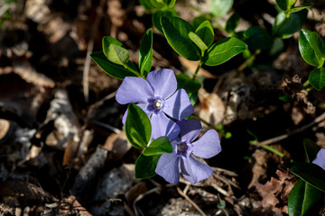 Fleurs bleues