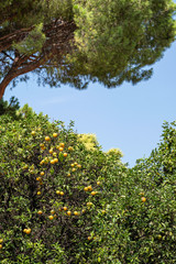 mandarin tree, pine tree and sky in background