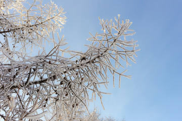 larch in hoarfrost