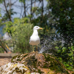 a seagull stands on a fountain and a park in the background