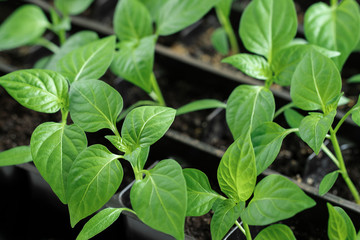 Homemade sweet pepper seedlings. Spring seedlings