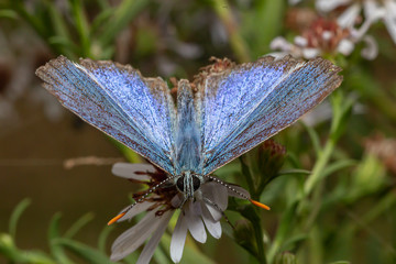 ali blu pronte al volo
