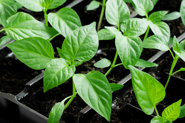 Homemade sweet pepper seedlings. Spring seedlings