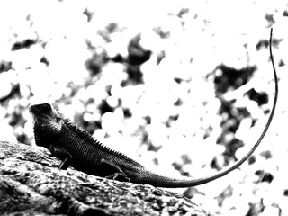 An Iguana Sunbathing in Chennai