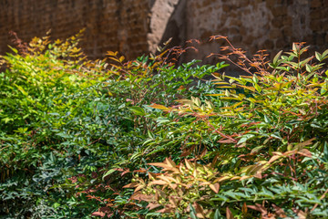 shrub with bright, colorful leaves and brick wall in the background