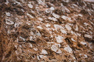 Seashells that Form Part of Brown Beach Rocks