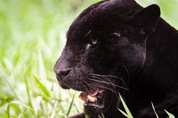 Tuinposter Zwarte Jaguar / Zwarte Panter / Zwarte Panter / Jaguar (Panthera onca) © Lucas