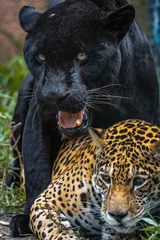 Foto op Canvas Black Jaguar / Black Panther / Pantera Negra / Onça Pintada (Panthera onca) © Lucas