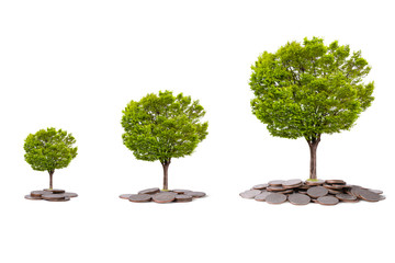 Isolated Tree glowing on heap of coins on white background. Saving for business investment with clipping path.