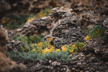 Wild Yellow Flowers that grow on rocks near the beach in Cala de Roche, Spain, surrounded by green plants
