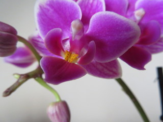 Fototapeta na wymiar Beautiful orchid abode of intense color and a lot of beauty
