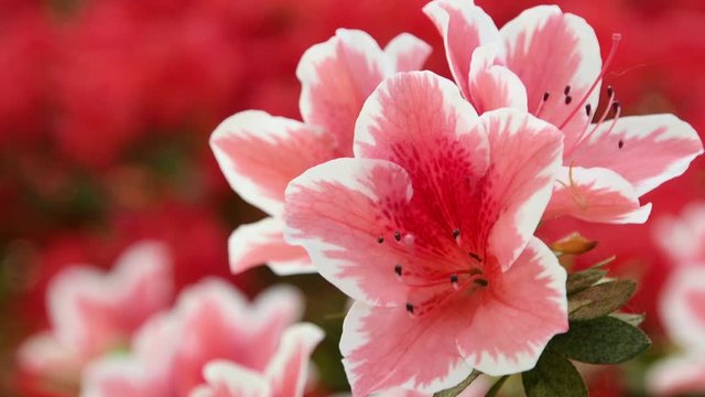 closeup of azalea flower during the spring season. 4K Ultra HD Video.