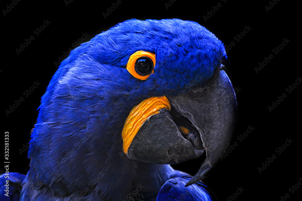 Wall mural Close-up of a parrot head with black background