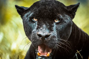 Tuinposter Black Jaguar / Black Panther / Pantera Negra / Onça Pintada (Panthera onca) © Lucas