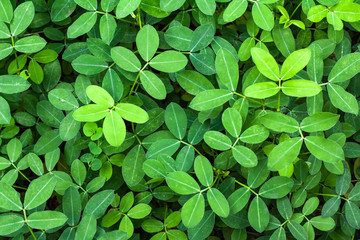 Fototapeta na wymiar Bright green peanut leaves.