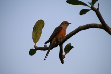 bird on branch