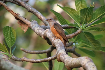 lizard on tree