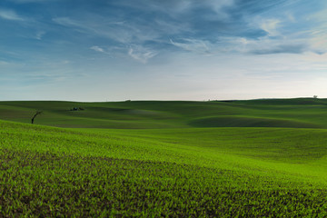 A wonderful panorama of beautifully undulating green Moravian fields with a lonely tree and an islet