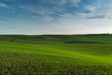 Fototapeta premium A wonderful panorama of beautifully undulating green Moravian fields with a lonely tree and an islet