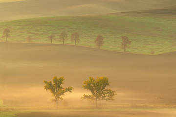 Fototapeta na wymiar Beautiful Moravian fields with avenues of trees shrouded in morning fog
