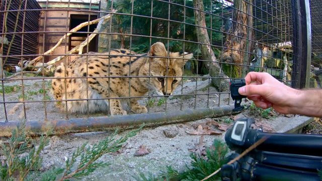 Serval (Leptailurus serval) teased by undisciplined visitors in zoo