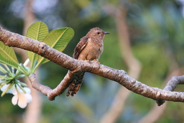 sparrow sitting on branch
