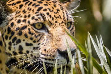 Jaguar / Onça Pintada (Panthera onca)