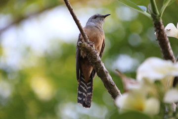 bird on a branch