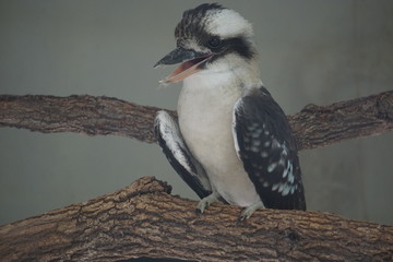 Kookaburra